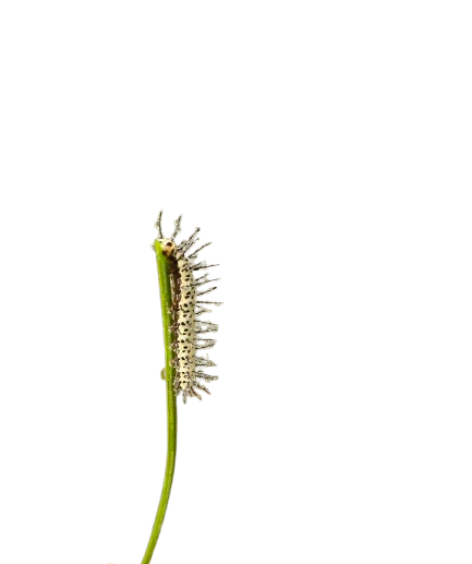 Caterpillar