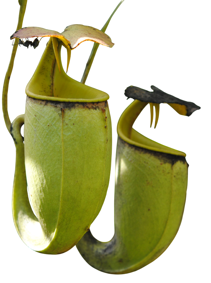 Nepenthes pitcher plant