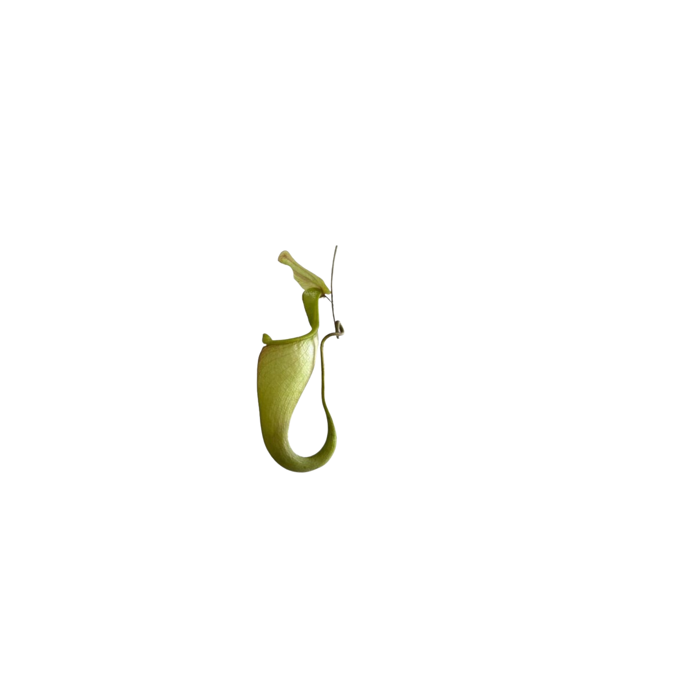Pitcher plant
