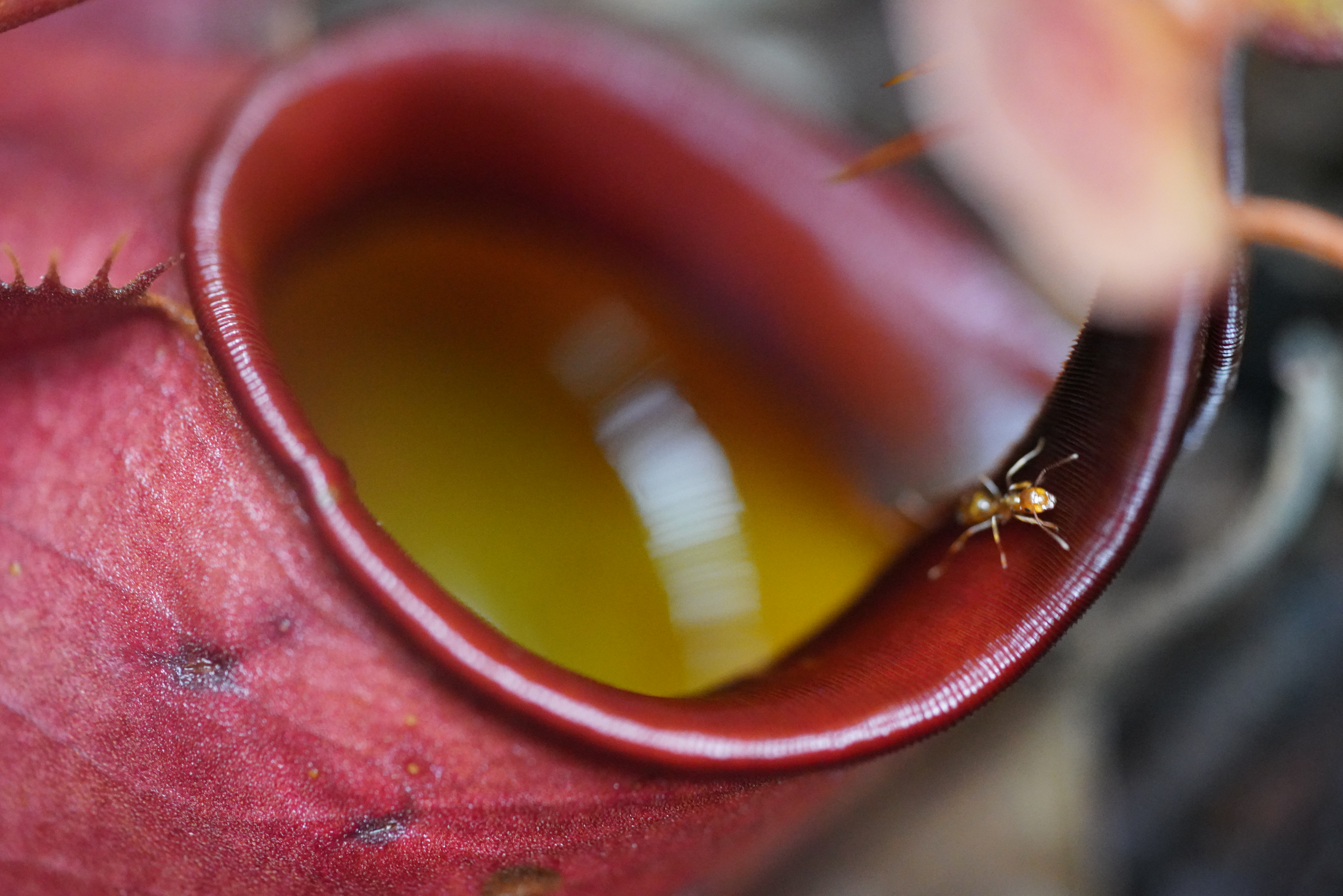 Plant-Insect Interaction