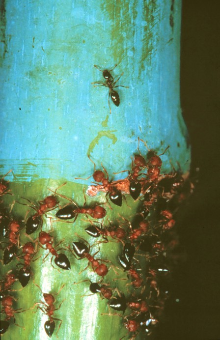Macaranga-Ant Interactions