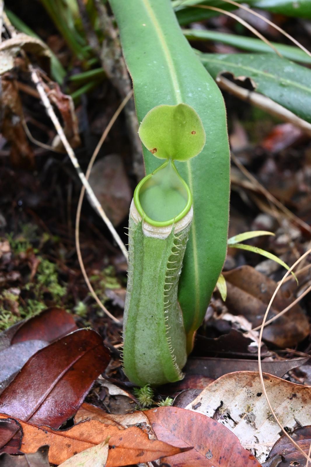 Pitcher Plants Fluid Mechanics
