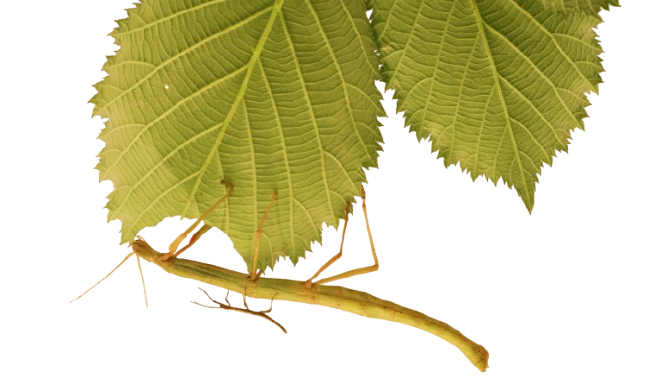 Stick insect on leaf